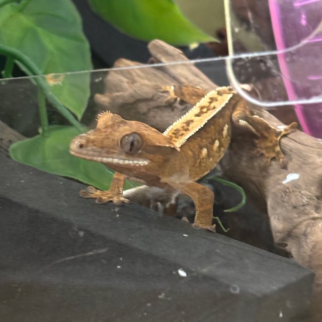 익스트림할리퀸 트라이