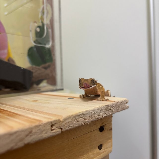 익스트림할리퀸 트라이