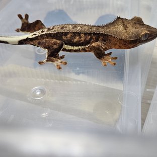 프라푸치노 챠콜