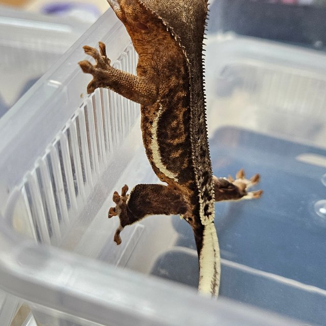 프라푸치노 챠콜