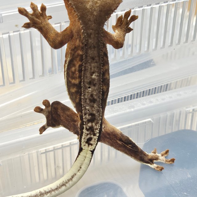 프라푸치노 챠콜