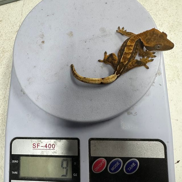 100%헷아잔틱