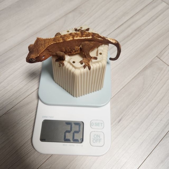 노멀 바이 레드