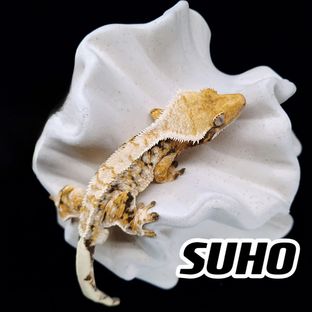 트라이 익스트림할리퀸 (부)