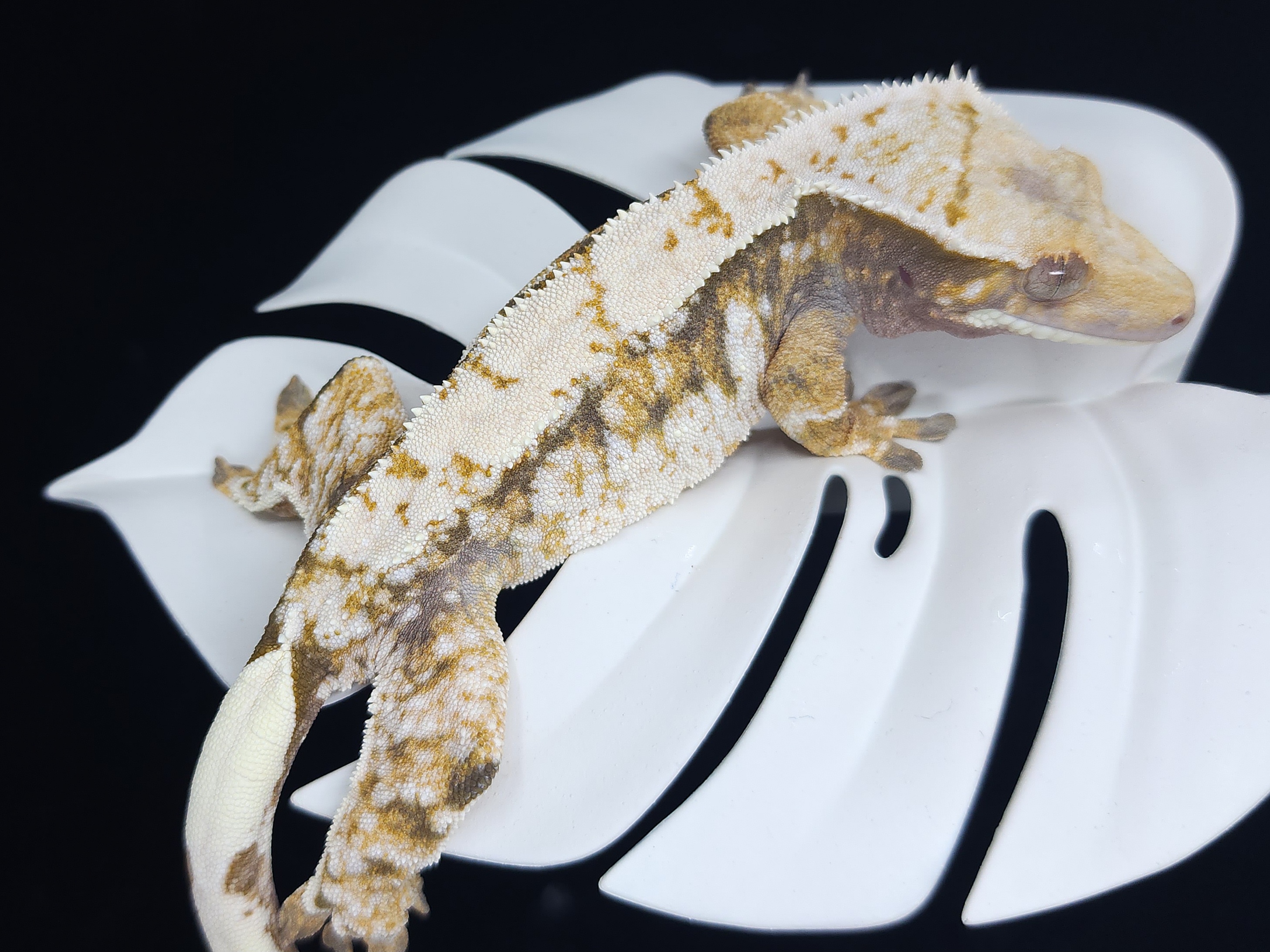 트라이 익스트림할리퀸 드리피 화이트스팟