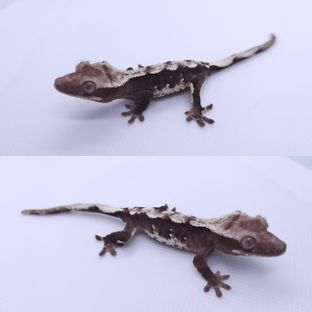 아잔틱