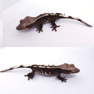 아잔틱