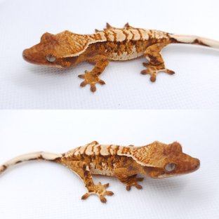 텐저린 트라이 익스트림할리퀸