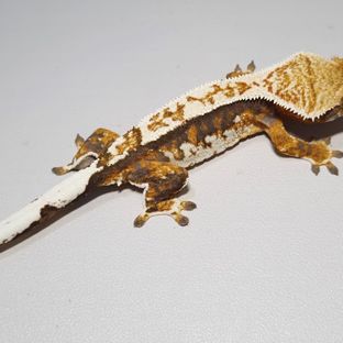 엠버