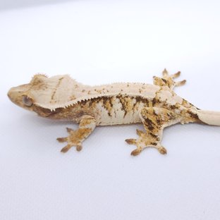 트라이 익스트림할리퀸 화이트스팟 화이트