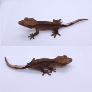 챠콜 카푸치노