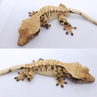 트라이 익스트림할리퀸