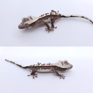아잔틱