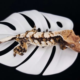 트라이 익스트림할리퀸 화이트스팟 화이트크라운