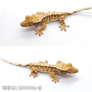 트라이 익스트림할리퀸