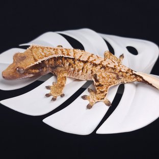 트라이 화이트스팟 익스트림할리퀸 텐저린