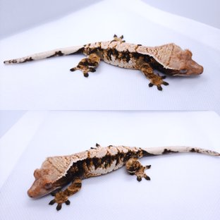 트라이 익스트림할리퀸