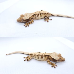 트라이 익스트림할리퀸