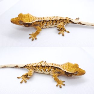 트라이 익스트림할리퀸