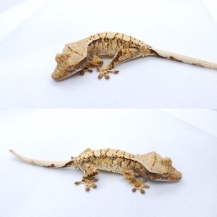트라이 익스트림할리퀸