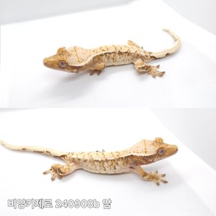 트라이 익스트림할리퀸