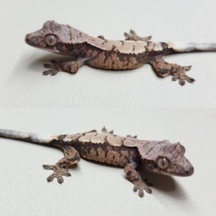 두부