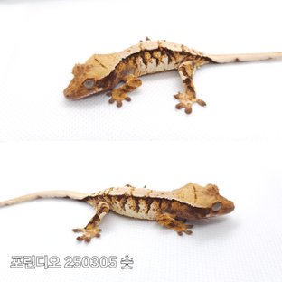 트라이 익스트림할리퀸
