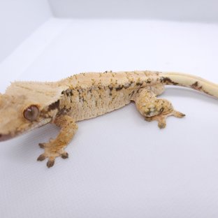 트라이 익스트림할리퀸