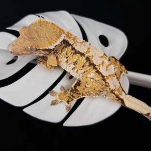 트라이 화이트스팟 화이트크라운