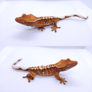 트라이 익스트림할리퀸 텐저린