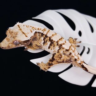 트라이 익스트림할리퀸 화이트스팟