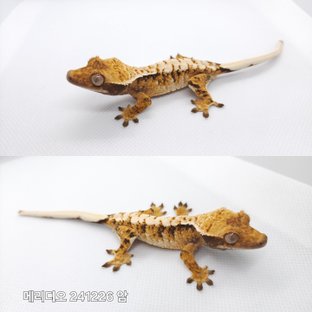 익스트림할리퀸 트라이
