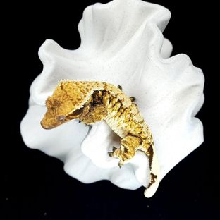보리