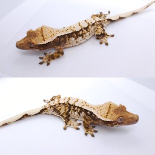 트라이