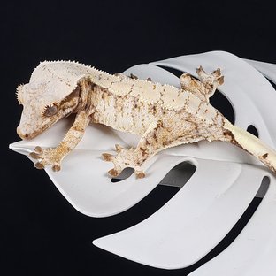 트라이 익스트림할리퀸 화이트스팟 화이트포트홀