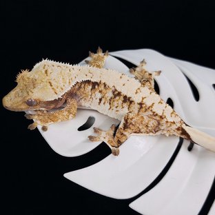 트라이 익스트림할리퀸 화이트스팟 드리피