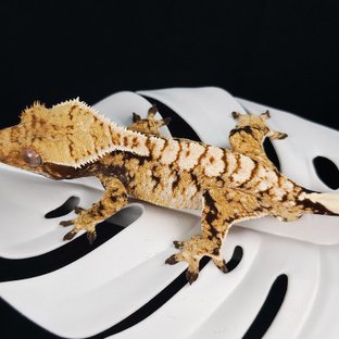 트라이 익스트림할리퀸 화이트스팟 화이트크라운