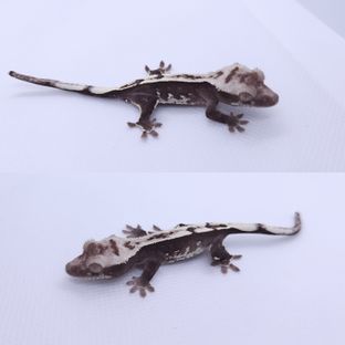 아잔틱