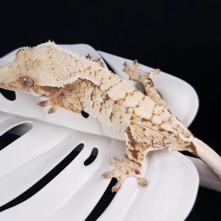 트라이 익스트림할리퀸 화이트스팟