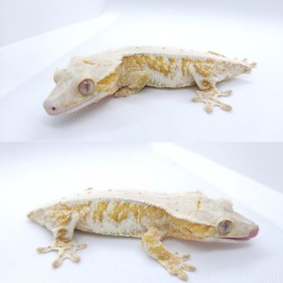 아띠