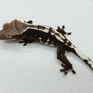 햇님조단250807
