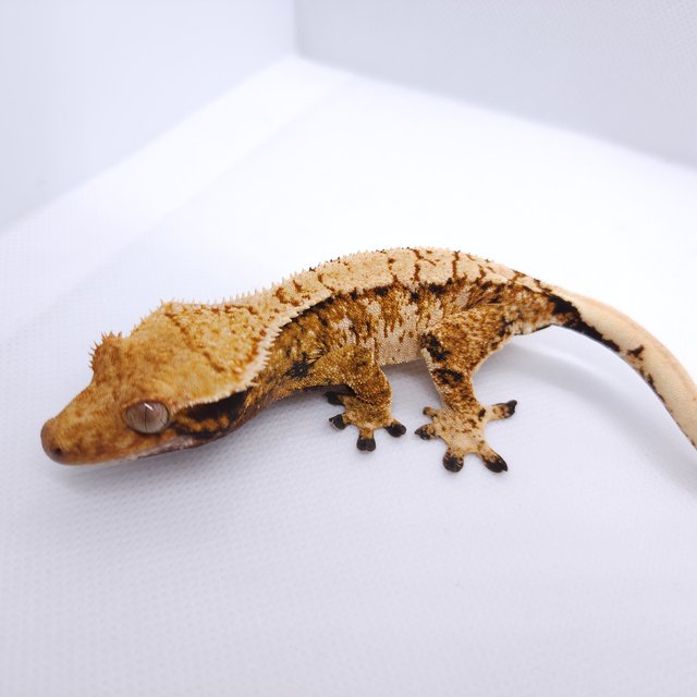 트라이 익스트림할리퀸