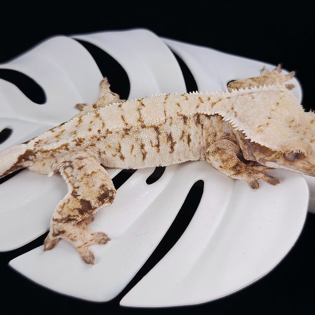 트라이 익스트림할리퀸 화이트스팟