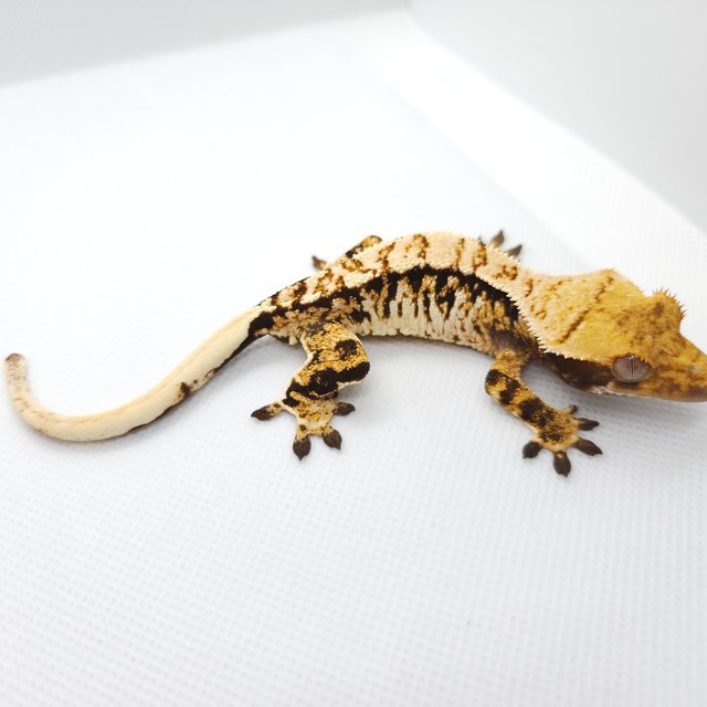 트라이 익스트림할리퀸 화이트스팟 드리피