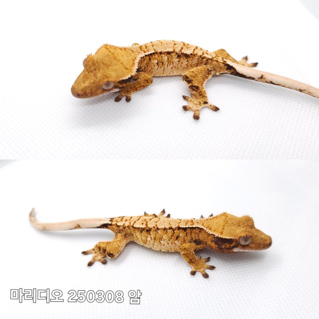 트라이 익스트림할리퀸