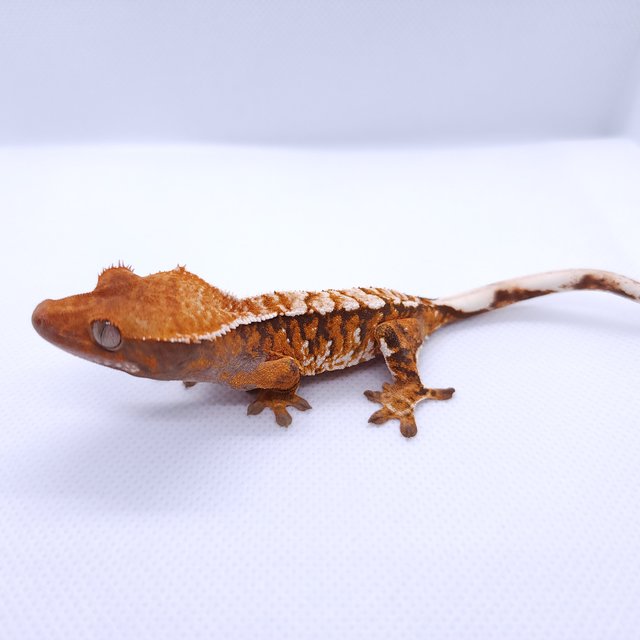 트라이 익스트림할리퀸 텐저린