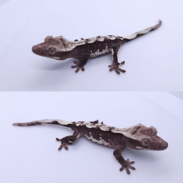 아잔틱