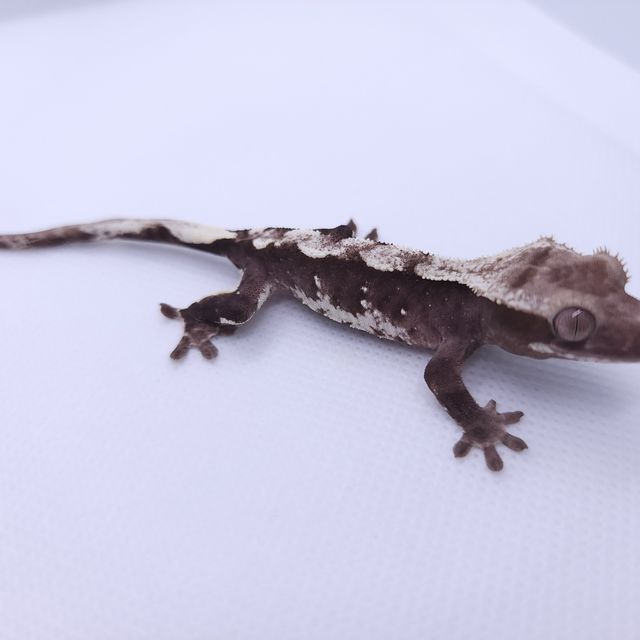 아잔틱