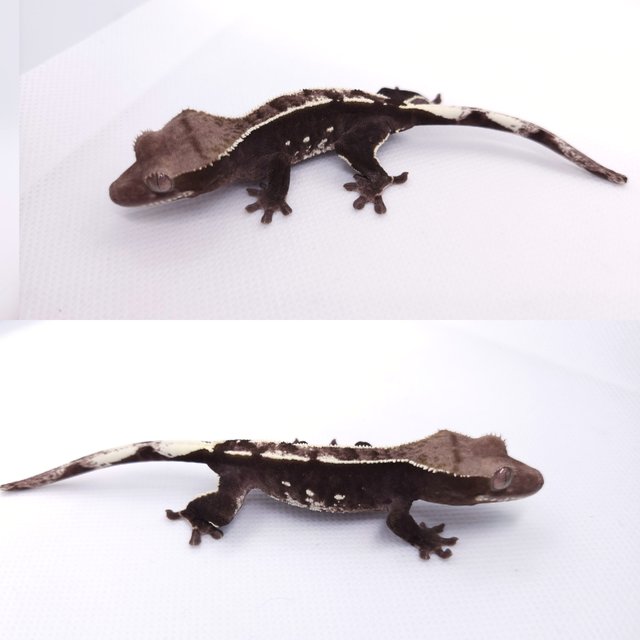 아잔틱