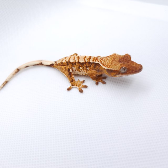 텐저린 트라이 익스트림할리퀸